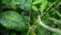 An orange tailed marsh dart damselfly resting