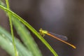 Orange-tailed Sprite Formal Name: Ceriagrion auranticum ryukyuanum