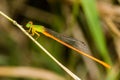 Orange-tailed Sprite - Portrait of damselfly