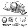 Orange, tangerine or grapefruit. Hand drawing. Sketch. Felt-tip pen, ink, pen, pencil. Ink. Isolated. Engraving. Ripe garden fruit