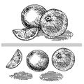 Orange, tangerine or grapefruit. Hand drawing. Sketch. Felt-tip pen, ink, pen, pencil. Ink. Isolated. Engraving. Ripe garden fruit