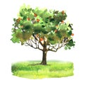 Orange and tangerine tree with ripe fruit on green grass, citrus garden, harvest, isolated, hand drawn watercolor