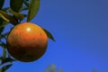 Orange tangerine varieties of thailand Royalty Free Stock Photo