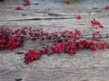 Orange tangerines, berries under fir branches in the snow in the woods in winter for Christmas. Wooden background for shooting, Royalty Free Stock Photo