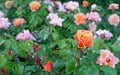 Orange tea rose or Bengal rose, Chinese rosehip, Indian rose blooms in the rose garden in summer Royalty Free Stock Photo