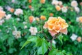 Orange tea rose or Bengal rose, Chinese rosehip, Indian rose blooms in the rose garden in summer Royalty Free Stock Photo
