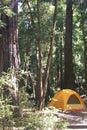 Orange tent in the redwoods