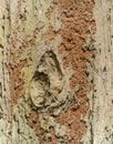 Orange Termite nest on brown tree bark Royalty Free Stock Photo