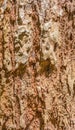 Orange Termite nest on brown tree bark Royalty Free Stock Photo