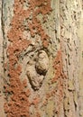 Orange Termite nest on brown tree bark Royalty Free Stock Photo