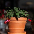 Orange terracotta flower pot with a blooming Christmas cactus Royalty Free Stock Photo