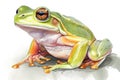 Orange-thighed tree frog in style of watercolor pencils on white paper, AI generative