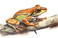 Orange-thighed tree frog in style of watercolor pencils on white paper, AI generative