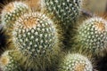 Orange thorn cactus Royalty Free Stock Photo