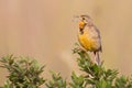 Orange throated Cape Longclaw perched on a green bush calling an Royalty Free Stock Photo