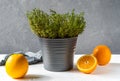 Orange thyme or thymus citriodorus plant in grey vase with sliced oranges on grey background Royalty Free Stock Photo