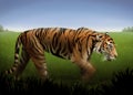 Orange Tiger Royalty Free Stock Photo