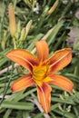 Orange tiger day lilies Royalty Free Stock Photo
