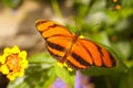 Orange Tiger Dryadula phaetusa