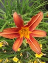 A orange tiger lilie blooming in the sun Royalty Free Stock Photo