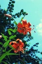 Orange tiger lilies on background of branches and turquoise sky Royalty Free Stock Photo