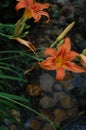 Tiger Lilies, stones, and leaves in nature