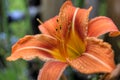 Orange Tiger Lilly Royalty Free Stock Photo