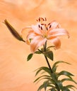 Orange Tiger Lilly Royalty Free Stock Photo