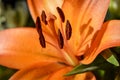 Orange tiger lilly close up Royalty Free Stock Photo