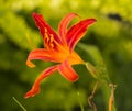 Orange Tiger Lilly flower with green background Royalty Free Stock Photo