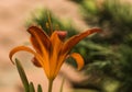 Orange Tiger Lilly flower with green background macro closeup light Royalty Free Stock Photo