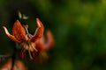 Orange Tiger Lilly. Royalty Free Stock Photo