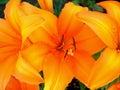 Orange Tiger Lily