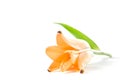 Orange tiger lily Royalty Free Stock Photo