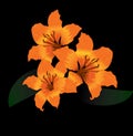 Orange tiger lily on black background Royalty Free Stock Photo