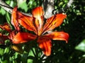 Orange tiger Lily blooms with leaf shadows on its petals Royalty Free Stock Photo