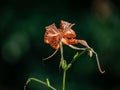 Orange tiger lily in a Japanese park Royalty Free Stock Photo