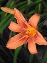 Tiger Lily growing wild after a rain shower Royalty Free Stock Photo