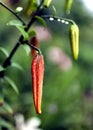 Orange tiger Lily buds with raindrops on the petals have not yet blossomed Royalty Free Stock Photo