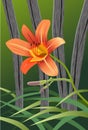 Orange Tiger Lily Fence Illustration Vertical 1