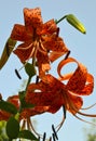 Orange Tiger Lily flower on a blue sky background. Lilium lancifolium, Lilium tigrinum. Royalty Free Stock Photo