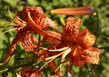 Orange Tiger Lily flower on a blue sky background. Lilium lancifolium, Lilium tigrinum. Royalty Free Stock Photo