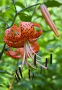 Orange Tiger Lily flower on a blurred garden background. Lilium lancifolium, Lilium tigrinum. Royalty Free Stock Photo