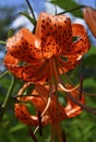 Orange Tiger Lily flower on a blurred garden background. Lilium lancifolium, Lilium tigrinum. Royalty Free Stock Photo