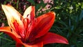 Orange tiger lily flower bud Royalty Free Stock Photo