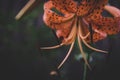 Orange tiger lily flower close-up with dark blurred background. Shallow depth of field Royalty Free Stock Photo