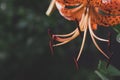 Orange tiger lily flower close-up with dark blurred background. Shallow depth of field Royalty Free Stock Photo