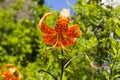 Orange Tiger Lily Flower Royalty Free Stock Photo