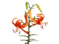 Orange Tiger lily flower isolated on white, Lilium lancifolium syn. L. tigrinum Royalty Free Stock Photo