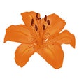 Orange tiger lily flower isolated on white background Royalty Free Stock Photo